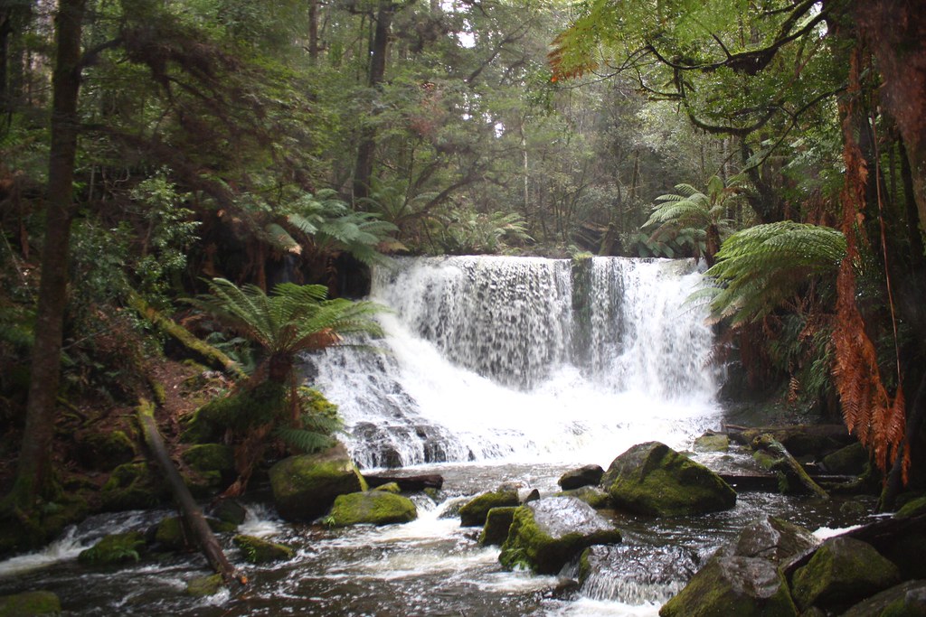 Russell Falls cascading through tree ferns, Mount Field, Tasmania