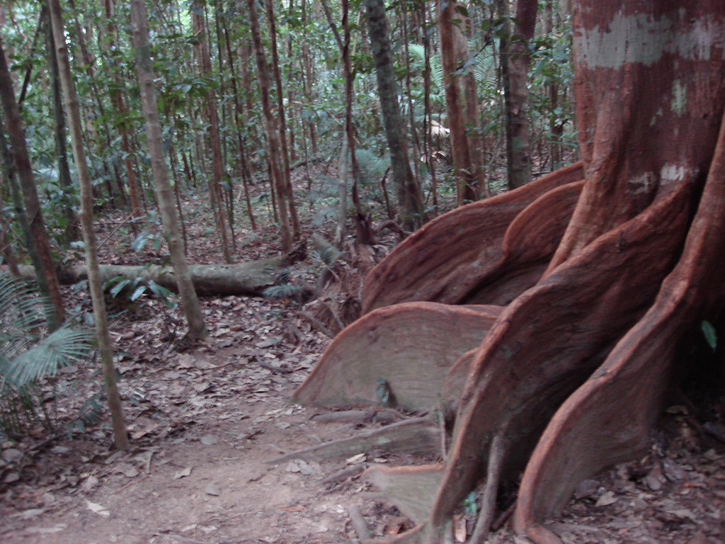 A rainforest walking trail through the Daintree, Far North Queensland