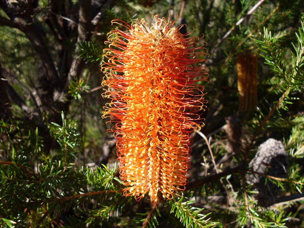 An orange heath banksia flower spike in the bush