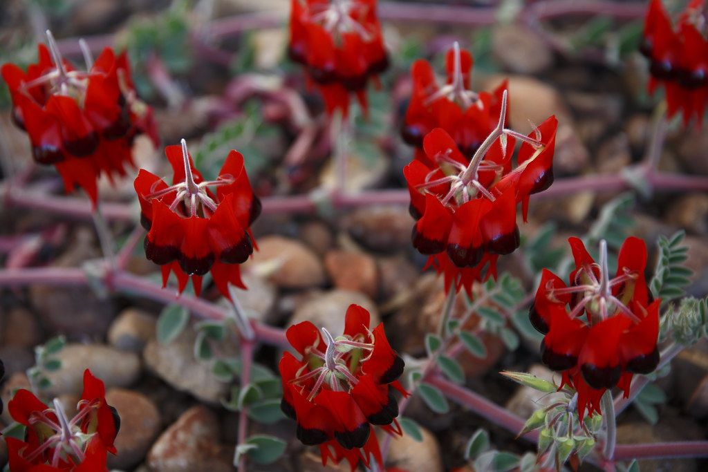 Bright red Sturt's desert pea flowers growing over desert stones
