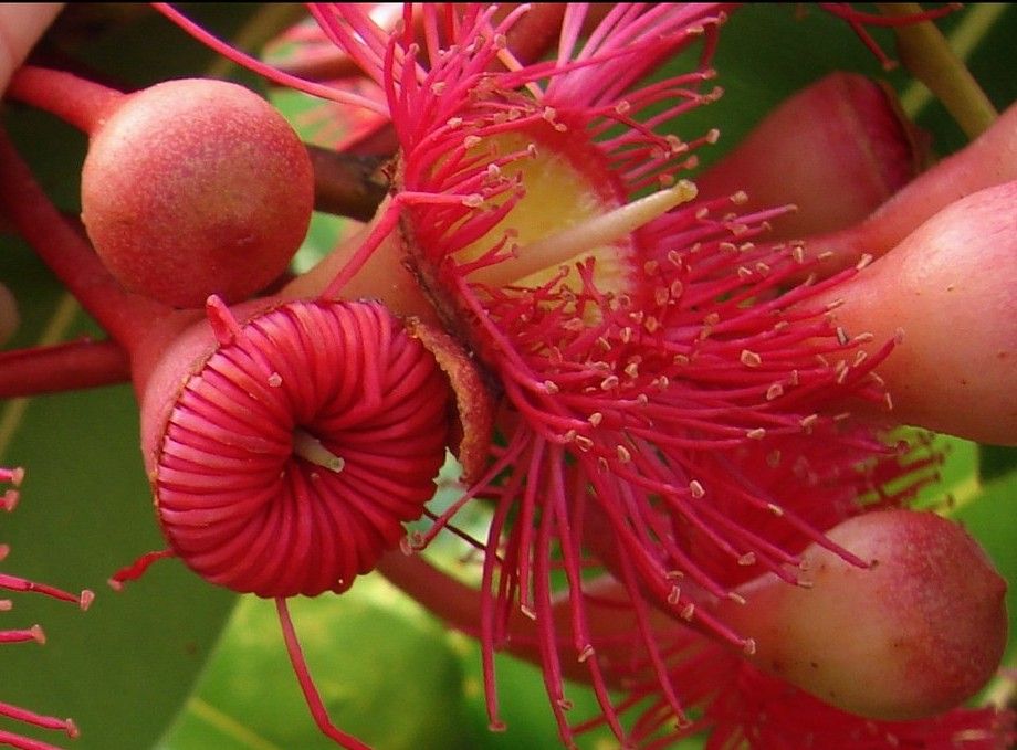 Pink flowering gum blossoms and gum nuts