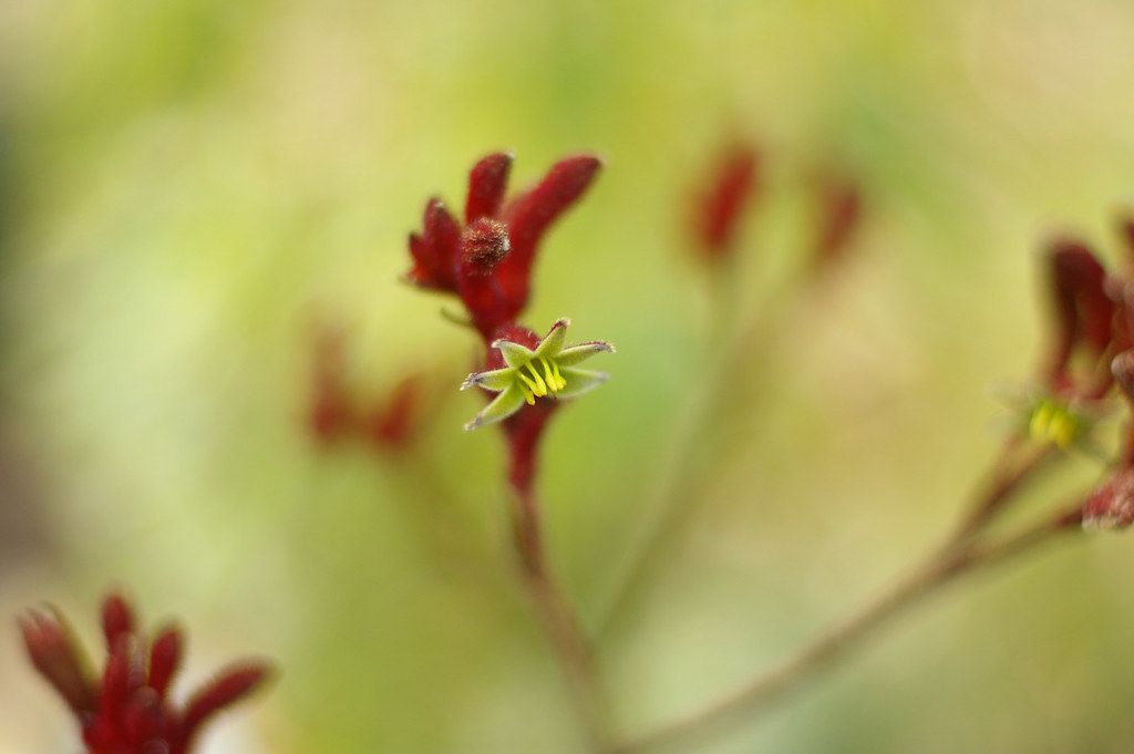 A red and green kangaroo paw flower in soft light