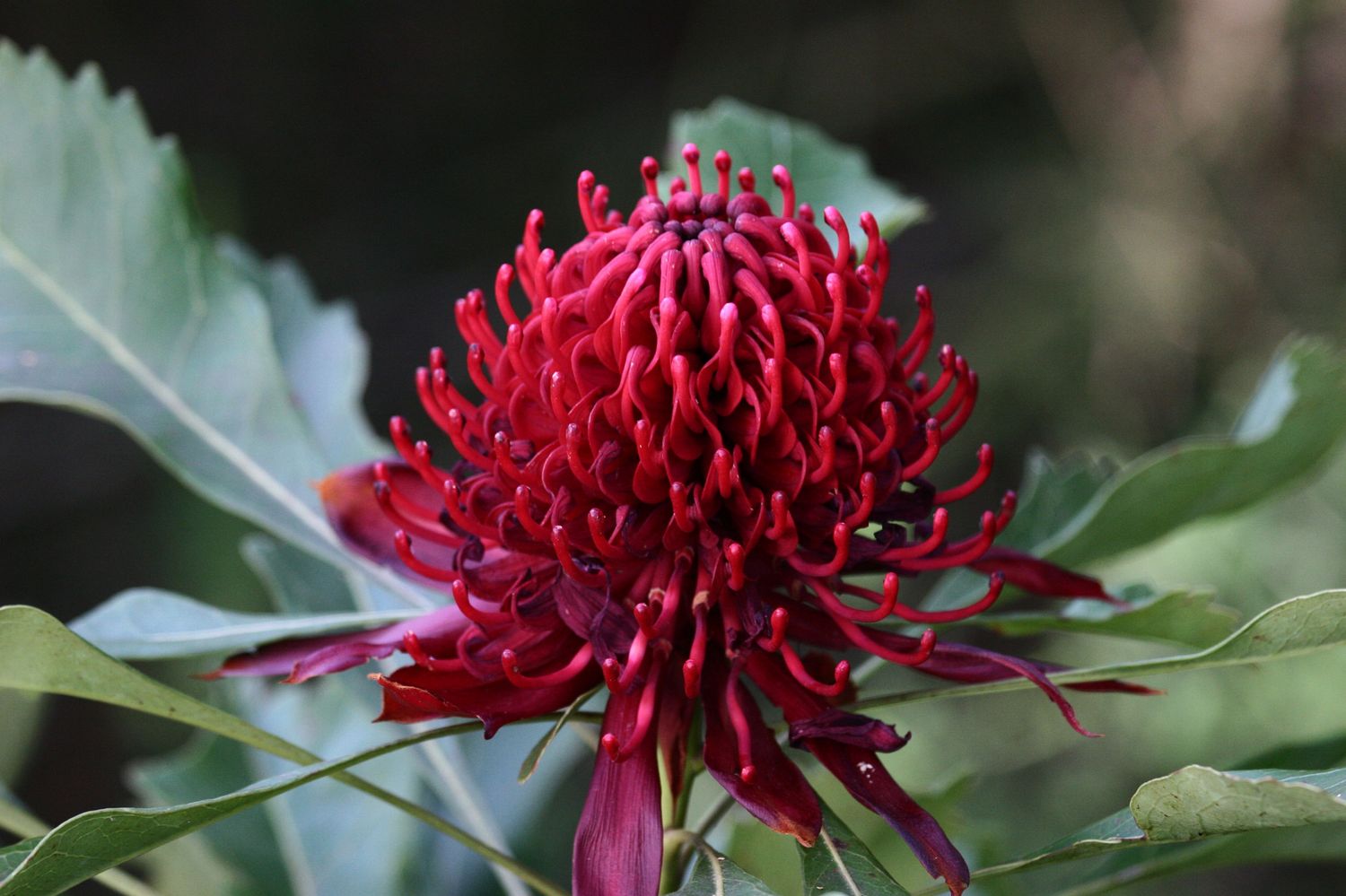 A deep red waratah flower in bloom