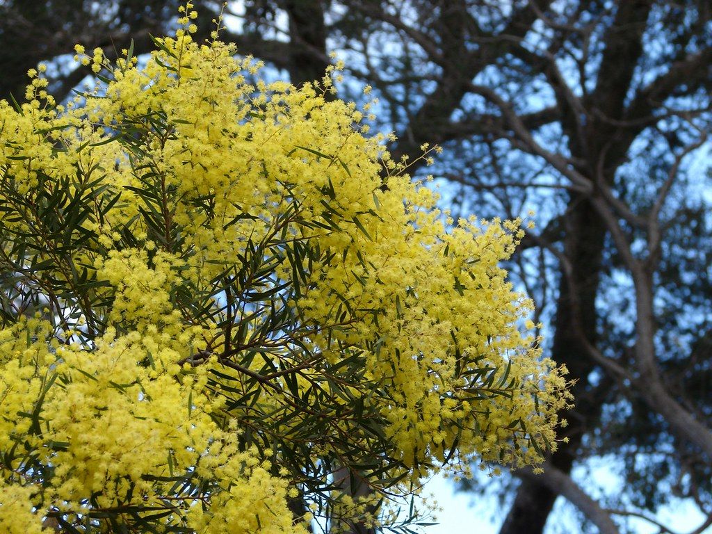 Golden wattle flowering against a blue sky